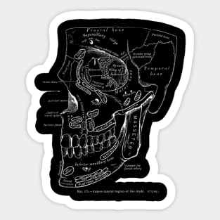 Anatomy Art Region Skull Sticker